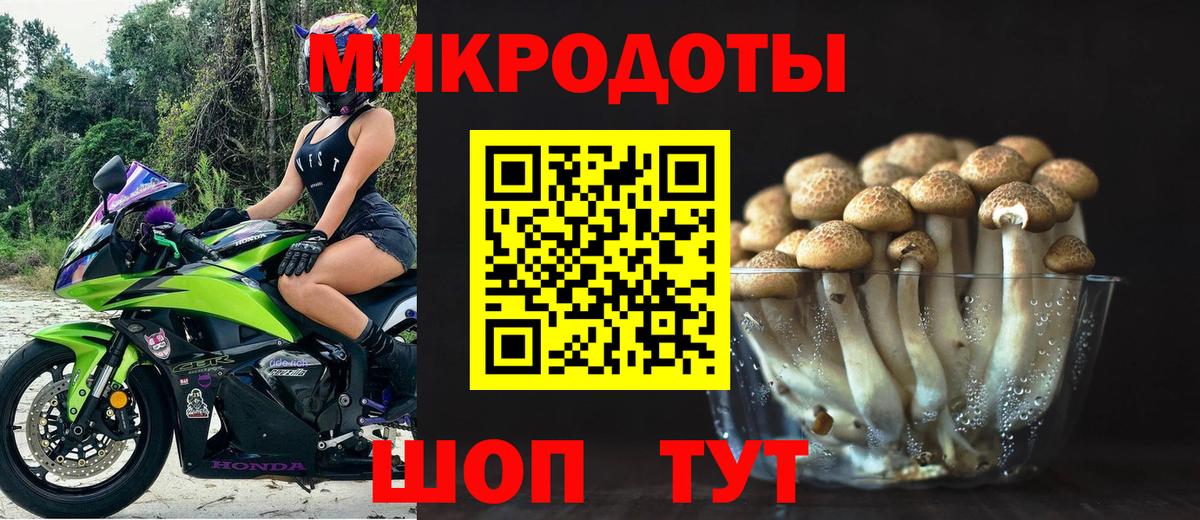 Псилоцибиновые грибы Psilocybe Барабинск